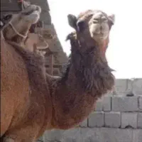 قصابی کاملن بهداشتی.واصولی۲ملیون