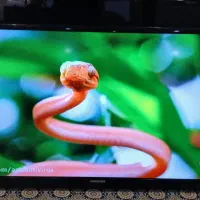 تلویزیون ال ای دی 32 سامسونگ|تلویزیون و پروژکتور|تهران, سازمان برنامه جنوبی|دیوار