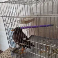 مرغ مینا