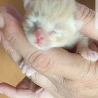 گربه|گربه|سبزوار, کوی بهار|دیوار
