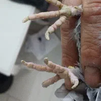 کفتر گرفتنی خیابان