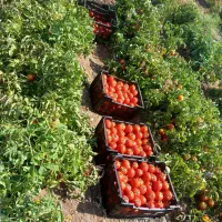 گوجه کال گوجه نارس گوجه ربی|خوردنی و آشامیدنی|فیروز, |دیوار