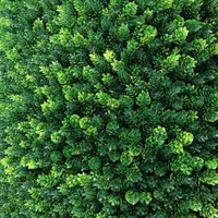 پخش چمن مصنوعی|گل مصنوعی|نجف‌آباد, حومه نجف آباد|دیوار