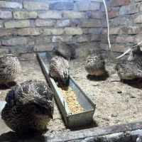 بلدرچین ژاپنی اصل|حیوانات مزرعه|پاکدشت, پاکدشت (مامازند)|دیوار