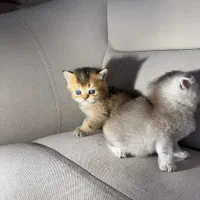 اسکاتیش و بریتیش|گربه|رشت, گلسار|دیوار