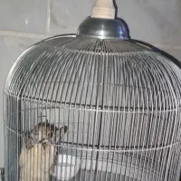 حیوون خونگی با قفس