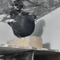 ماده زاغ چشم آتشی