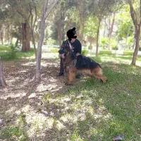 ژرمن شولاین بلک فیس