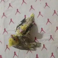 جوجه عروس هلندی