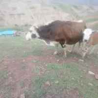 گاو گوسال