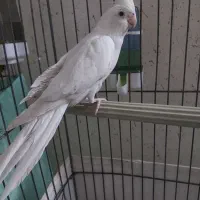 عروس هلندی|پرنده|بندرعباس, |دیوار