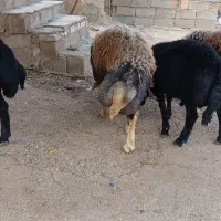 بره