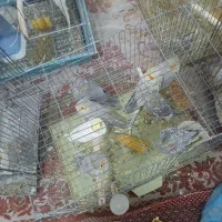 فروش ویژه عروس هلندی دستی و جفتی و تکی نر وماده|پرنده|داراب, |دیوار