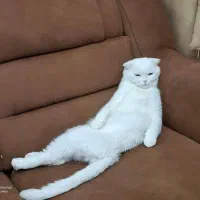 گربه دبل فولد