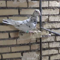 پرنده|پرنده|شوشتر, |دیوار
