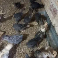 جوجه مرغ یکماهه