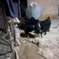 بیگ|حیوانات مزرعه|شوشتر, |دیوار