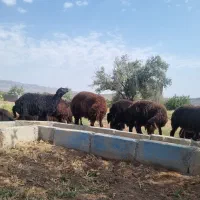 بره قزل افشار  قره قزل بره ماده بره نر