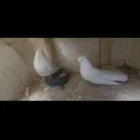 کبوتر