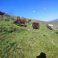 باسلام ۱۰عددگوساله به فروش میرسد