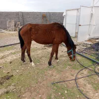 اسب مادیون فروشی