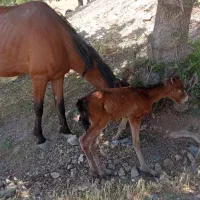 مادیون یورقه خود راه|اسب و تجهیزات اسب‌سواری|زبرخان, |دیوار