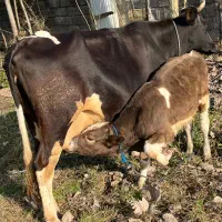 گاو شیری|حیوانات مزرعه|سنگر, |دیوار