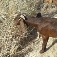 دوعدد بز ماده