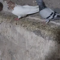 کبوتر