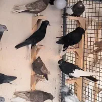 سینه و دمسفید