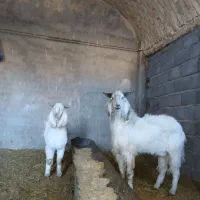 نربز جوان درشت جلورو