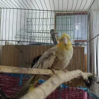 عروس هلندی|پرنده|مینودشت, |دیوار