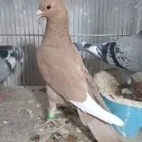 کبوتر پلنگ‌زرد مینا زرد