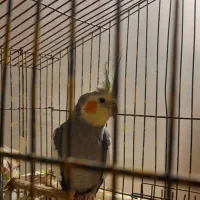 عروس هلندی