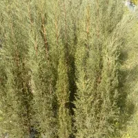 سرو شیرازی|گل و گیاه طبیعی|قائم‌شهر, |دیوار