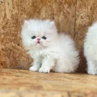 بچه گربه مورد علاقت اینجاست|گربه|اصفهان, آزادگان|دیوار