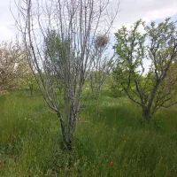 علف زنی باغ وبریدن درختان