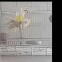 عروس هلندی مولد|پرنده|میاندوآب, |دیوار