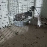 بعلت نداشتن جا|پرنده|محمدیه-قزوین, |دیوار