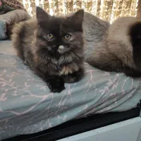 گربه پرشین اسکاتیش