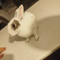 «سفید برفی»