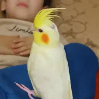 گم شده