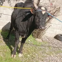 سربلند فروش فوری