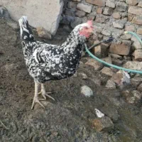 ۲عدد مرغ گلین لری قلم سبز