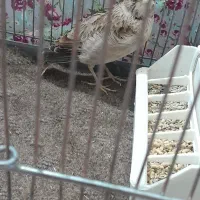 سهره نر|پرنده|تبریز, |دیوار