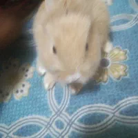 خوش لوپ|موش و خرگوش|قم, دورشهر|دیوار