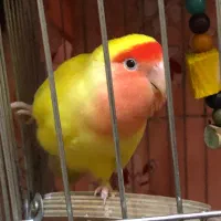 طوطی برزیلی جفت