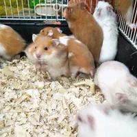 فروش همستر های بازیگوش|موش و خرگوش|بوشهر, |دیوار