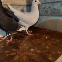 کبوتر نر دم سیاه|پرنده|زرند, |دیوار