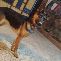 ژرمن کلاسیک